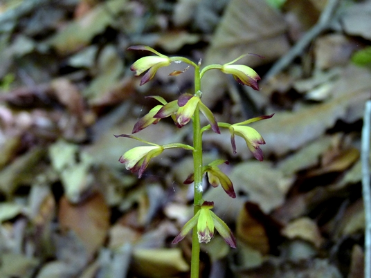 {Aplectrum hyemale}